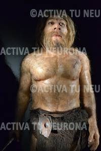 Neandertal del Museo de la Evolución Humana de Burgos. Foto: © Izaskun Lekuona