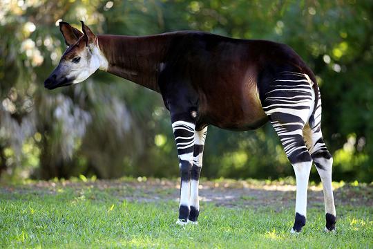 Un Okapi. Extraña mezcla de girafa y cebra.
