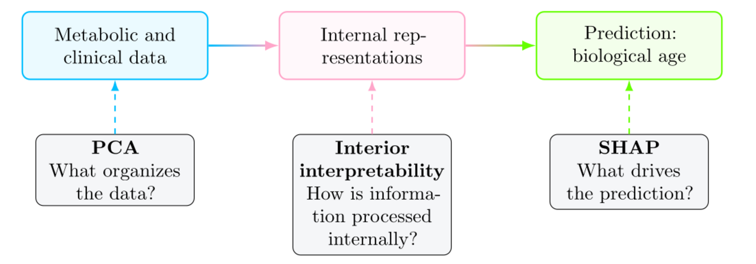 Three complementary views: PCA, interior interpretability, and SHAP